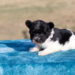 Teddi - Parti female Miniature Schnauzer puppy in Ferris, Texas from Vigilante Mini Aussies and Schnauzers