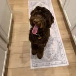 Charlie - Goldendoodle