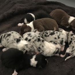 Australian Shepherd Puppies from Guiding Light Aussies