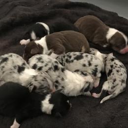 Australian Shepherd Puppies from Guiding Light Aussies