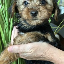 Boy 2 - Black and tan male Yorkshire Terrier puppy in Loganville, Georgia from The Doggy Empire