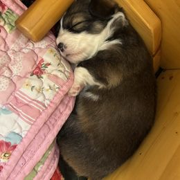 Pembroke Welsh Corgi Puppies from Mountain Meadow Farm