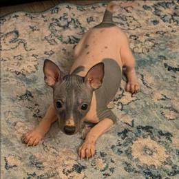 Thistle - White and black female American Hairless Terrier puppy in Phoenix, Arizona from Bare Valley