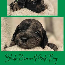 Brown Merle Abstract Male - Merle male Cockapoo puppy in Stayton, Oregon from MoSa Ranch Cockapoos