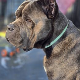 Creed - Cane Corso
