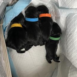 Blue boy 1 - Black male Pug puppy in Onalaska, Washington from Cupid’s Pugs