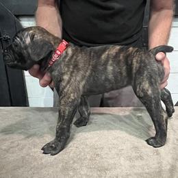 Red Collar - Black brindle female Cane Corso puppy in Beaver Crossing, Nebraska from Blue River Cane Corso