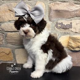 Chai - Brown and white female Bernedoodle puppy in Heyworth, Illinois from Cobble Creek Puppies