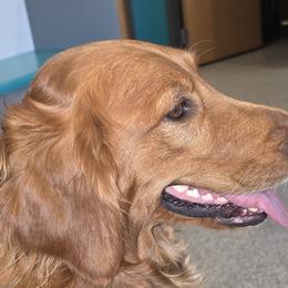 Orchid - Golden Retriever