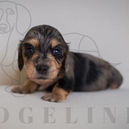 Prada - Dapple female Dachshund puppy in Temecula, California from Naomi Magee's Dachshund Kennel