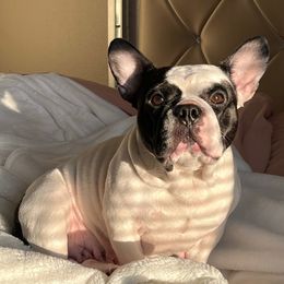 Carmela - French Bulldog