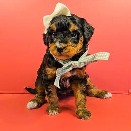 Aurora - Tri-color female Bernedoodle puppy in Russell Springs, Kentucky from 270 Doodles
