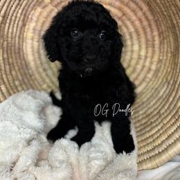 Louisiana aka Louis - Black male Goldendoodle puppy in Cleveland, Georgia from The O.G. Doodles