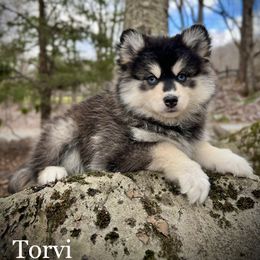 Pomsky Puppies from Blue Ridge Pomsky