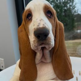 Black Collar - Male - Basset Hound puppy from Pawmetto Hounds