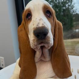 Black Collar - Male - Basset Hound puppy from Pawmetto Hounds