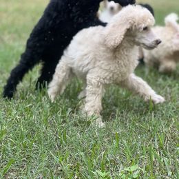 Poodle Puppies from Honeycutt Akc Standard Poodles