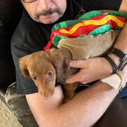 Dachshund Puppies from Shaffers low riding weiners