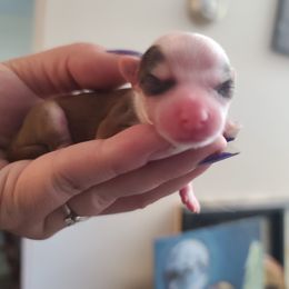 Chocolate male pp - Chocolate male Chinese Crested puppy in New Castle, Pennsylvania from Long Rotts & Long Haul Cresteds