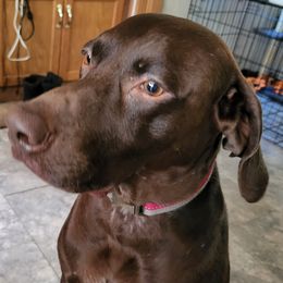 Kaiser - German Shorthaired Pointer