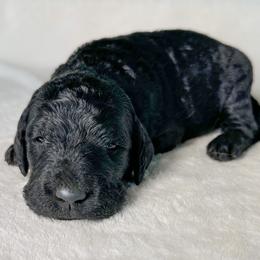 Bingo - Black male Goldendoodle puppy in Osage City, Kansas from Golden Ridge Goldens