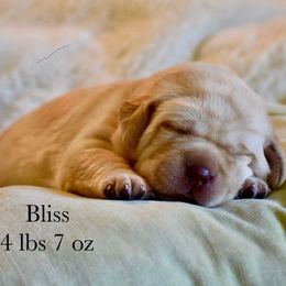 Bliss - Yellow female Labrador Retriever puppy in Camp Verde, Arizona from Cecil's Arizona Labradors