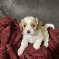 Boy 3 - Blenheim male Cavachon puppy in Pocatello, Idaho from Sarah's Cavachons & King Charles Cavalier Spaniels