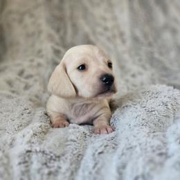 Green collar - Cream male Dachshund puppy in Pasco, Washington from Loyal Lil Dachshunds