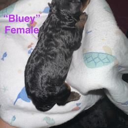 Girl 1 - Black and tan female Yorkipoo puppy in Lakeland, Florida from Doodles & Danes