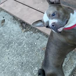 Boston Terrier All Grown Up from Nettles Nuggets