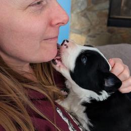American Corgi and Border Collie Puppies from Duncan's Border Collies and Corgis