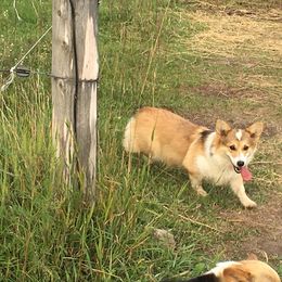 Pembroke Welsh Corgi and Poodle Puppies from Blue Diamond Kennel