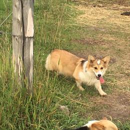 Pembroke Welsh Corgi and Poodle Puppies from Blue Diamond Kennel