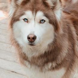 Stormy - Red and white female Siberian Husky puppy in Bly, Oregon from Hill Top Huskies