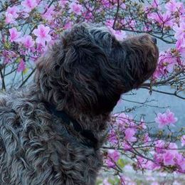 Australian Labradoodle adult dog