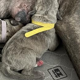 Dark formi - Fawn male Cane Corso puppy in Briggs, Texas from Capital City Corso’s