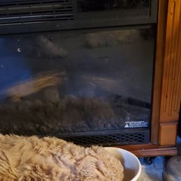 Poodle Puppies from Polly Wally Doodles and Poodles