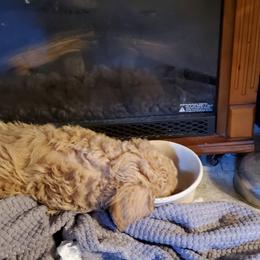 Poodle Puppies from Polly Wally Doodles and Poodles