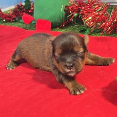 Christa.Bella - Black gold and white female Shorkie puppy in Aurora, Missouri from KnJ Precious Paws LLC