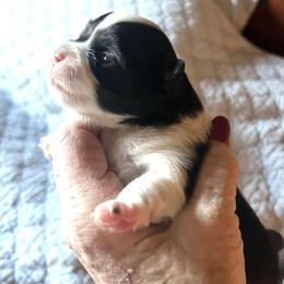 Niki - Black and white female Chihuahua puppy in Tecumseh, Oklahoma from Callie’s Happy Chihuahuas, Callie’s Happy Treasures LLC