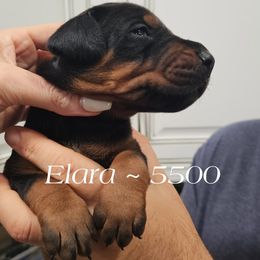 Elara - Black and rust female Doberman Pinscher puppy in Aurora, Indiana from Double-Take Doberman Kennels