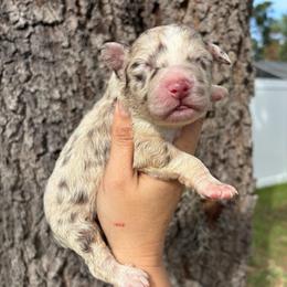 Red Merle Male - Red merle male Aussiedoodle puppy in Spring Hill, Florida from Pawprint Dreams Boarding and Kennel