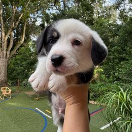 Dalton - Black and white male Cardigan Welsh Corgi puppy in Wekiwa Springs, Florida from It is Corgiland