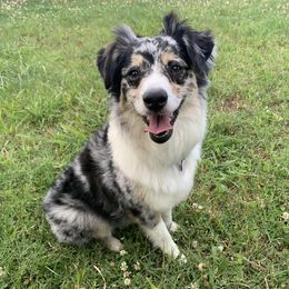 Willow - Miniature Australian Shepherd