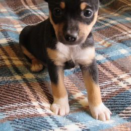 Rat Terrier Puppies from Dynamite Rat Terriers