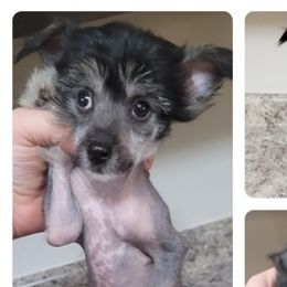 Chinese Cresteds from Andrews Chinese Crested