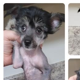 Chinese Cresteds from Andrews Chinese Crested