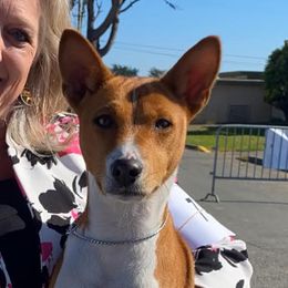Senna - Basenji