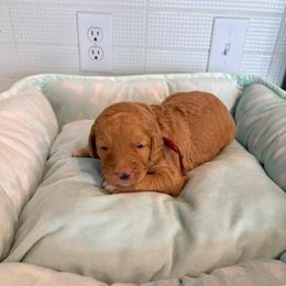 Friday Series - Apricot male Goldendoodle puppy in Houston, Texas from Were The Mack'Doodles Mack’Poodles