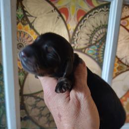 Boy 1 - Black and tan male Dachshund puppy in Clayton, Indiana from Love Struck Miniature Dachshunds